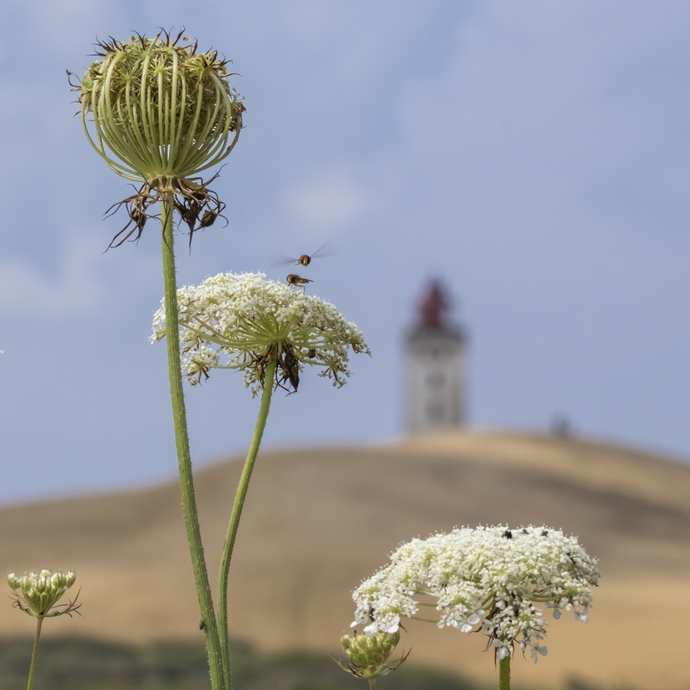 Zweefvliegen op wilde peen met op de achtergrond de iconische vuurtoren van Rubjerg Knude, Jutland, Denemarken