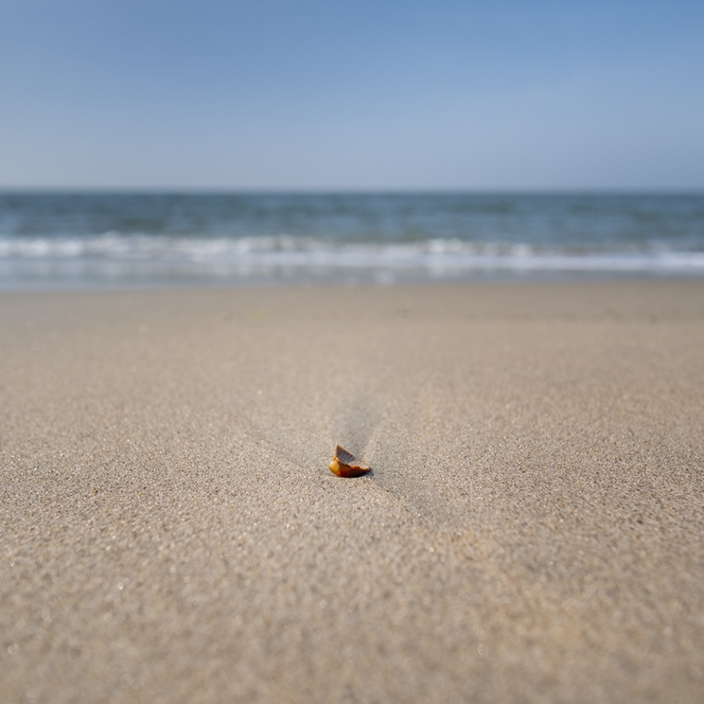 Een eenzame schelp op het strand bij de Brouwersdam.