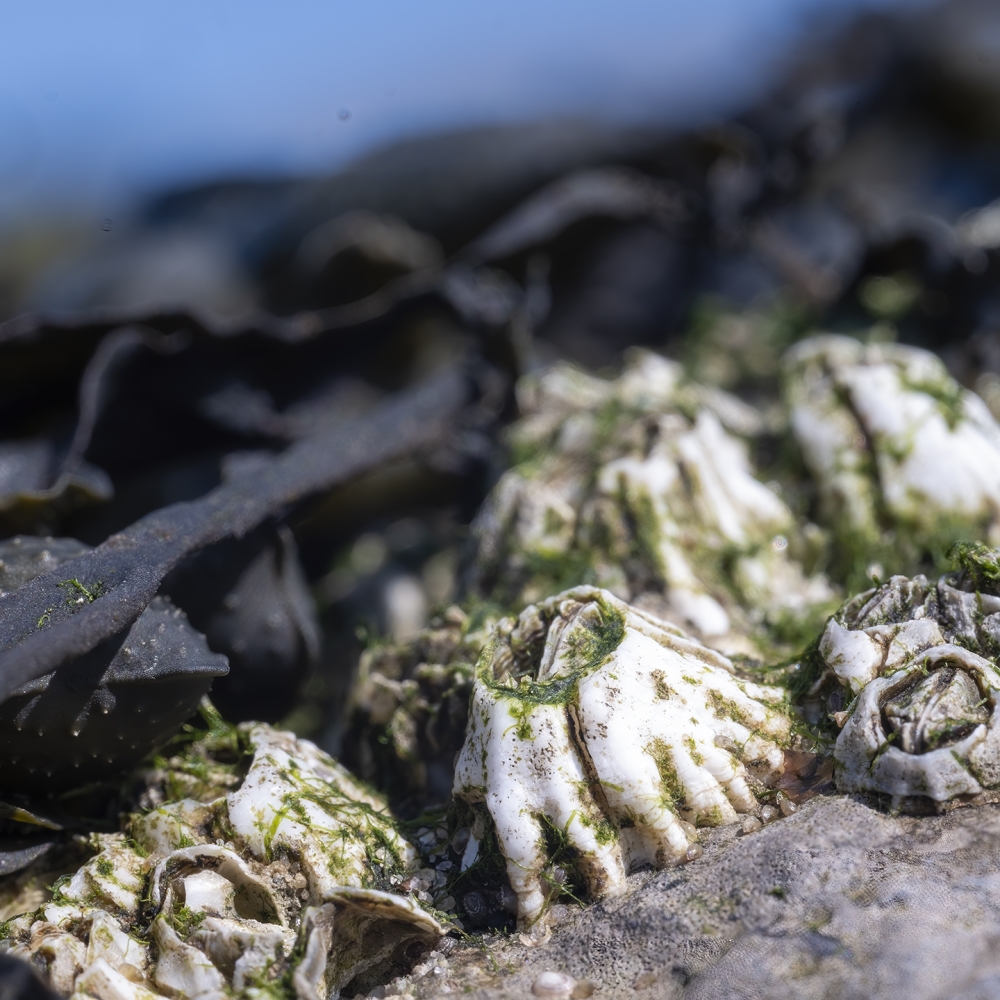 Zeepokken op de basaltblokken van een  pier bij de Brouwersdam.