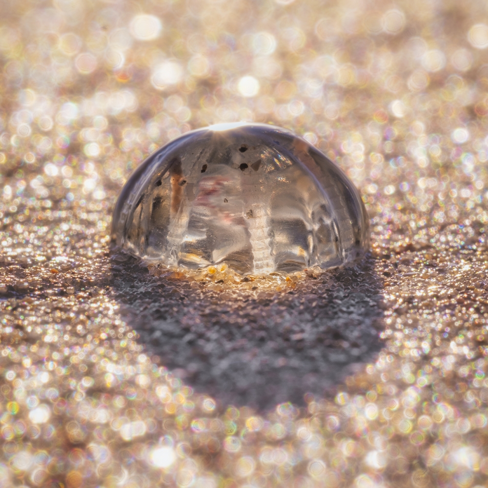 Doorkijkje in het bizarre innerlijk van een zeedruifje.