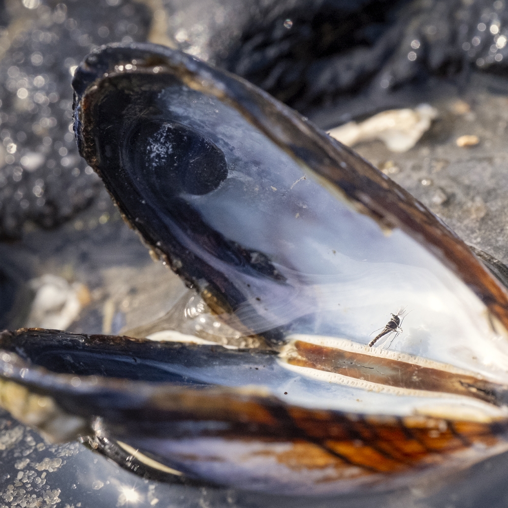 Een verdronken mug in een mosselschelp op de Brouwersdam.