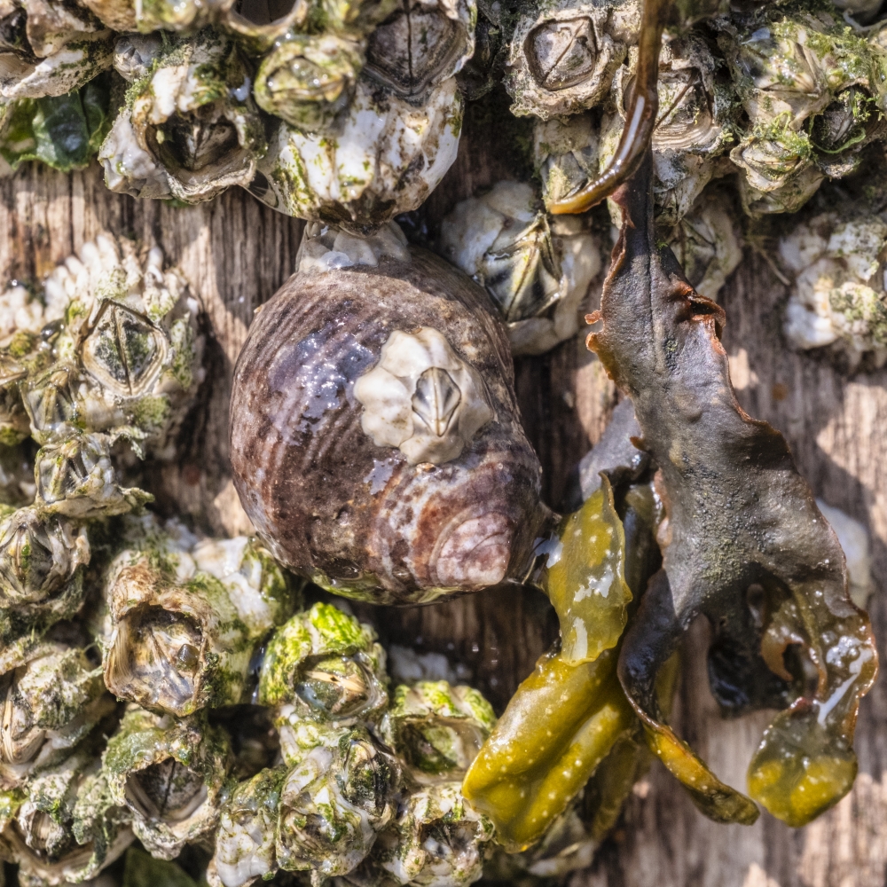 Een zeepok is bovenop een alikruik gaan wonen.