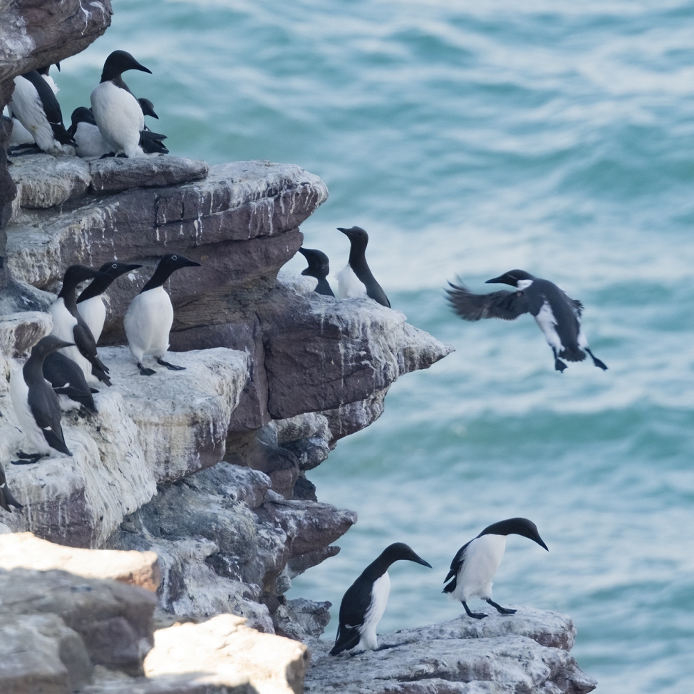 Mijn eerste zeekoeten in het wild! Cap Fréhel, Bretagne.