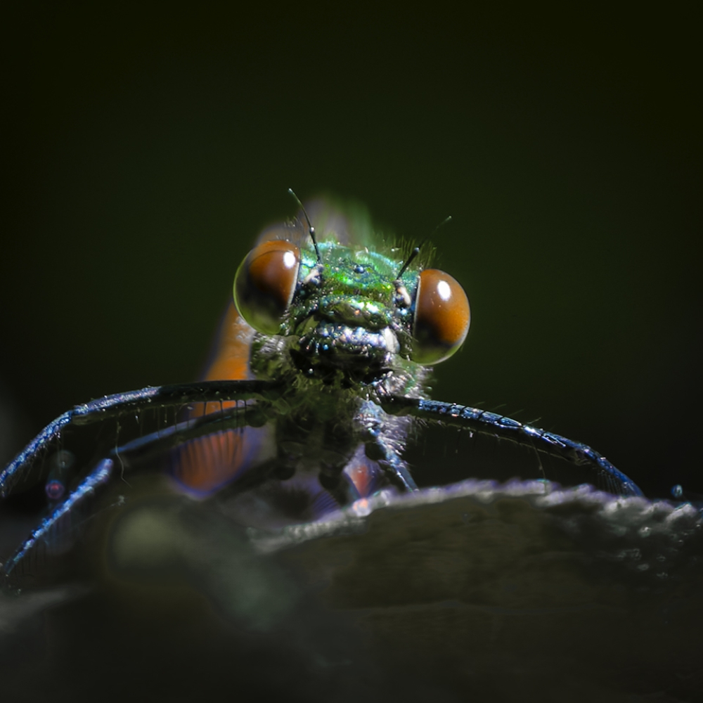 Een onverwachte ontmoeting met een bosbeekjuffer.