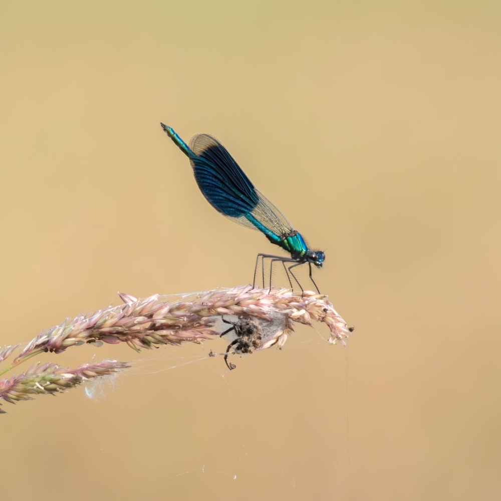 Een weidebeekjuffer op een aar, waaronder een ingekapselde hommel hangt.