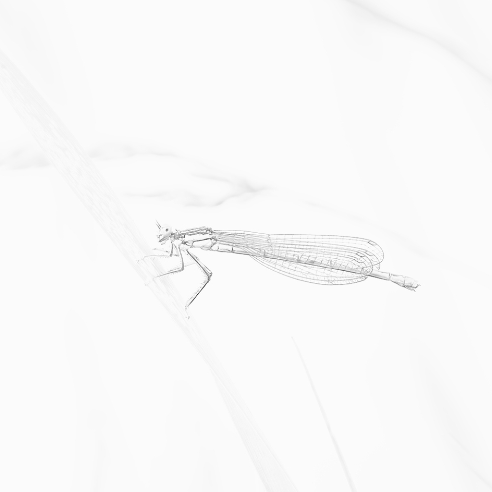 Een blauwe breedscheenjuffer gaat op in het landschap.