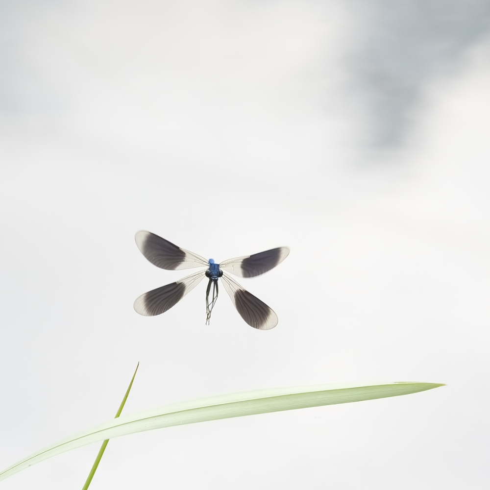 Een weidebeekjuffer landt op een rietblad in de Heijersbroek.