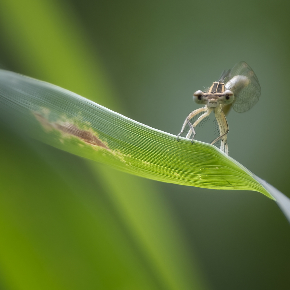 Deze blauwe breedscheenjuffer in Rijersbroek wilde best voor me poseren.