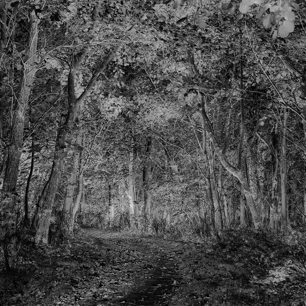 Een sprookjesbos in Zeeland.